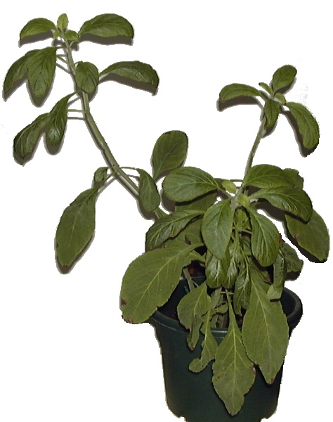 Close up photo of Salvia divinorum plant