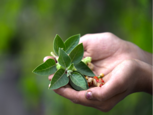 hands holding ashwagandha leaves stems and flowers